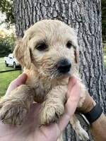 Orange collar girl , a female Goldendoodle for sale in Richton, MS – 3 of 3