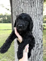 Pink collar girl, a female Goldendoodle for sale in Richton, MS – 2 of 3