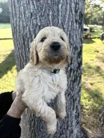 Green Collar Boy , a male Goldendoodle for sale in Richton, MS – 2 of 5