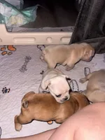 Litter of 7, a male French Bulldog for sale in Granger, IN – Photo 3 of 6