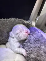 Litter of 7, a male French Bulldog for sale in Granger, IN – Photo 2 of 6