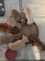 Litter of 7, a male French Bulldog for sale in Granger, IN – Photo 1 of 6