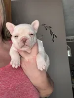 Ice, a female French Bulldog for sale in Granger, IN – Photo 2 of 8