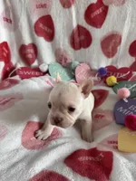 Ice, a female French Bulldog for sale in Granger, IN – Photo 5 of 8