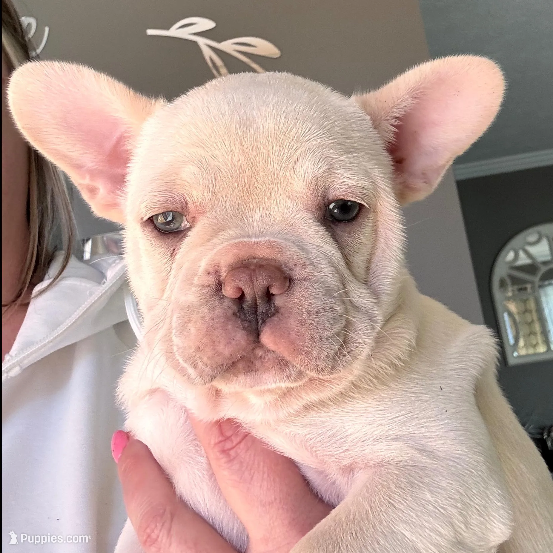 Ice – French Bulldog puppy for sale in Granger, IN