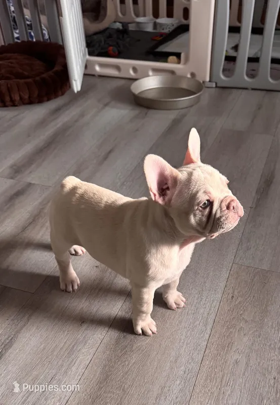 Ice – French Bulldog puppy for sale in Granger, IN