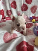Ice, a female French Bulldog for sale in Granger, IN – Photo 3 of 8