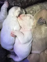 Ice, a female French Bulldog for sale in Granger, IN – Photo 6 of 8