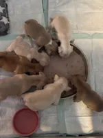 Ice, a female French Bulldog for sale in Granger, IN – Photo 7 of 8