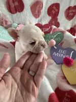 Ice, a female French Bulldog for sale in Granger, IN – Photo 4 of 8
