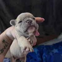 Snowman, a male French Bulldog for sale in Granger, IN – Photo 7 of 7