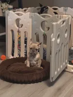 Snowman, a male French Bulldog for sale in Granger, IN – Photo 3 of 7