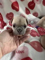 Snowman, a male French Bulldog for sale in Granger, IN – Photo 3 of 7