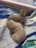 Snowman, a male French Bulldog for sale in Granger, IN – Photo 7 of 7