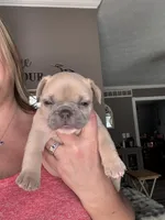 Snowman, a male French Bulldog for sale in Granger, IN – Photo 2 of 7