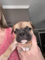 Blaze, a male French Bulldog for sale in Granger, IN – Photo 4 of 5