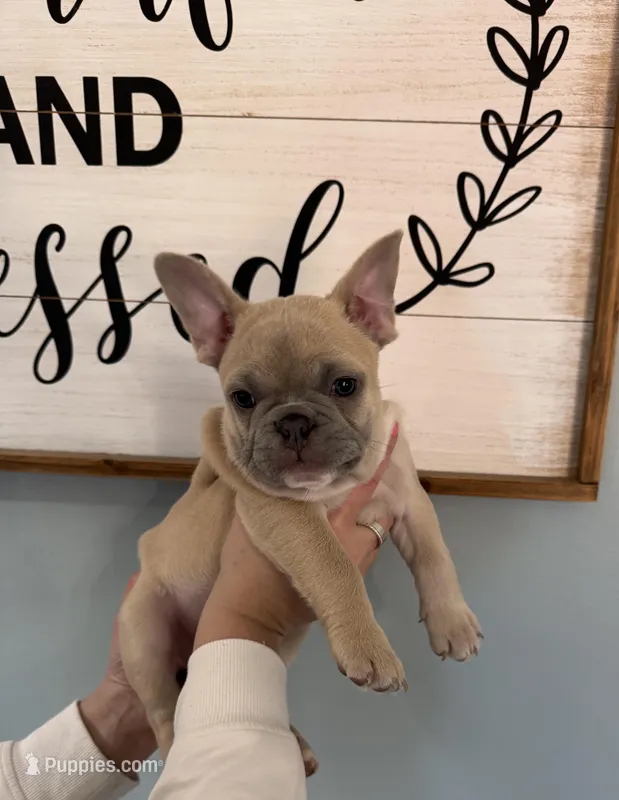Snowman – French Bulldog puppy for sale in Granger, IN