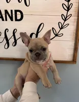 Snowman, a male French Bulldog for sale in Granger, IN – Photo 4 of 7