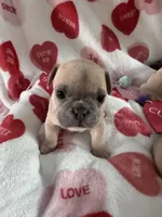 Snowman, a male French Bulldog for sale in Granger, IN – Photo 4 of 7