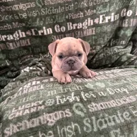 Snowman, a male French Bulldog for sale in Granger, IN – Photo 5 of 7