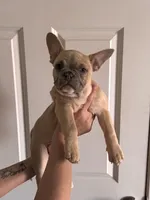 Snowman, a male French Bulldog for sale in Granger, IN – Photo 2 of 7