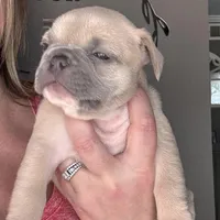 Snowman, a male French Bulldog for sale in Granger, IN – Photo 6 of 7