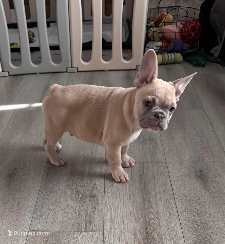 Snowman, a male French Bulldog for sale in Granger, IN – Photo 1 of 7