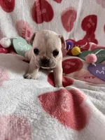 North, a female French Bulldog for sale in Granger, IN – Photo 5 of 8