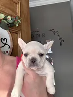 North, a female French Bulldog for sale in Granger, IN – Photo 1 of 8