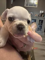 North, a female French Bulldog for sale in Granger, IN – Photo 3 of 8