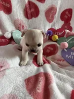 North, a female French Bulldog for sale in Granger, IN – Photo 6 of 8