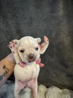 North, a female French Bulldog for sale in Granger, IN – Photo 7 of 8