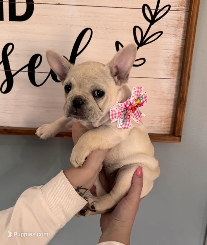 North – French Bulldog puppy for sale in Granger, IN