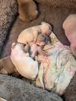 North, a female French Bulldog for sale in Granger, IN – Photo 8 of 8