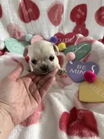 North, a female French Bulldog for sale in Granger, IN – Photo 4 of 8