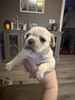 North, a female French Bulldog for sale in Granger, IN – Photo 2 of 8