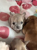 Stormy, a female French Bulldog for sale in Granger, IN – Photo 4 of 8