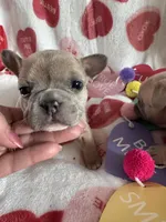 Stormy, a female French Bulldog for sale in Granger, IN – Photo 5 of 8