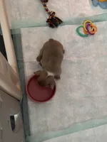 Stormy, a female French Bulldog for sale in Granger, IN – Photo 6 of 8