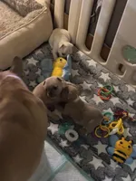 Stormy, a female French Bulldog for sale in Granger, IN – Photo 8 of 8