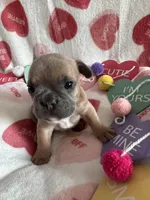 Aspen, a male French Bulldog for sale in Granger, IN – Photo 3 of 7