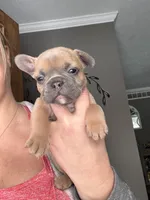 Aspen, a male French Bulldog for sale in Granger, IN – Photo 1 of 7