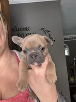 Aspen, a male French Bulldog for sale in Granger, IN – Photo 2 of 7