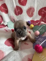 Aspen, a male French Bulldog for sale in Granger, IN – Photo 4 of 7