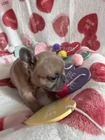 Aspen, a male French Bulldog for sale in Granger, IN – Photo 5 of 7