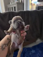 Litter of 7, a male French Bulldog for sale in Granger, IN – Photo 4 of 6