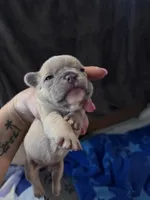 Litter of 7, a male French Bulldog for sale in Granger, IN – Photo 5 of 6