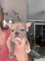 Stormy, a female French Bulldog for sale in Granger, IN – Photo 3 of 8