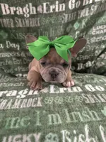 Stormy, a female French Bulldog for sale in Granger, IN – Photo 1 of 8