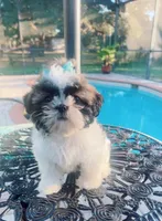 Bella, a female Shih Tzu for sale in Clewiston, FL – Photo 4 of 4
